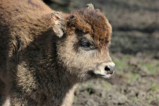 Auerochse Kalb - Wildpark Alte Fasanerie Klein Auheim 2015