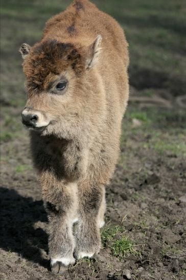 Auerochse Kalb - Wildpark Alte Fasanerie Klein Auheim 2015