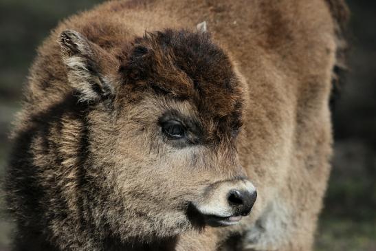 Auerochse Kalb - Wildpark Alte Fasanerie Klein Auheim 2015