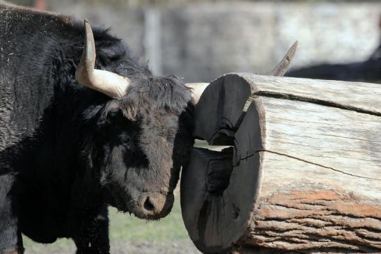 Auerochse - Wildpark Alte Fasanerie Klein Auheim 2015