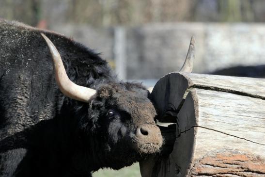 Auerochse - Wildpark Alte Fasanerie Klein Auheim 2015