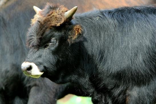 Auerochse - Wildpark Alte Fasanerie Klein Auheim 2015