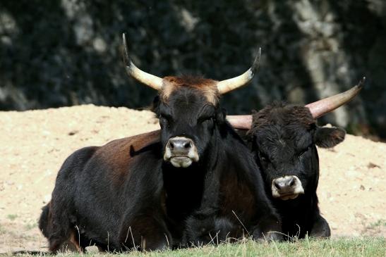 Auerochse - Wildpark Alte Fasanerie Klein Auheim 2016