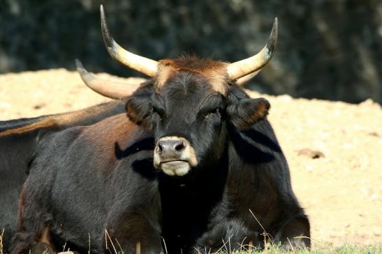 Auerochse - Wildpark Alte Fasanerie Klein Auheim 2016