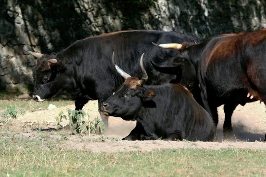 Auerochse - Wildpark Alte Fasanerie Klein Auheim 2016