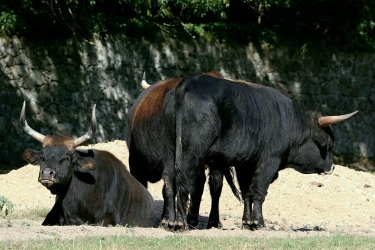 Auerochse - Wildpark Alte Fasanerie Klein Auheim 2016