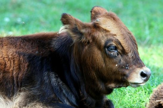 Auerochse Kalb - Wildpark Alte Fasanerie Klein Auheim 2016