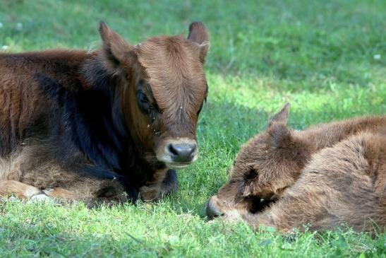 Auerochse Kalb - Wildpark Alte Fasanerie Klein Auheim 2016