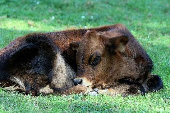 Auerochse Kalb - Wildpark Alte Fasanerie Klein Auheim 2016