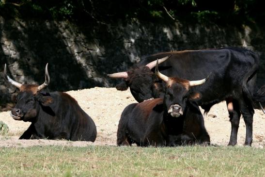 Auerochse - Wildpark Alte Fasanerie Klein Auheim 2016