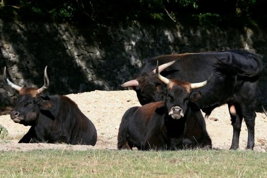 Auerochse - Wildpark Alte Fasanerie Klein Auheim 2016