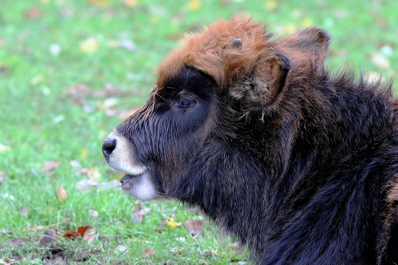 Auerochse - Jungtier - Wildpark Alte Fasanerie Klein Auheim 2017
