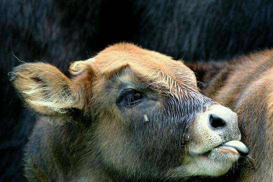 Auerochse Kalb - Wildpark Alte Fasanerie Klein Auheim 2017