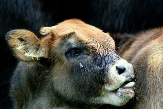 Auerochse Kalb - Wildpark Alte Fasanerie Klein Auheim 2017