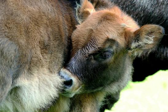 Auerochse Kalb - Wildpark Alte Fasanerie Klein Auheim 2017