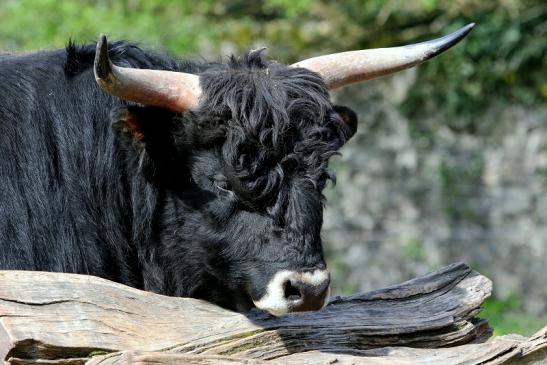 Auerochse - Wildpark Alte Fasanerie Klein Auheim 2017