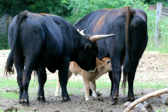 Auerochse - Wildpark Alte Fasanerie Klein Auheim 2017