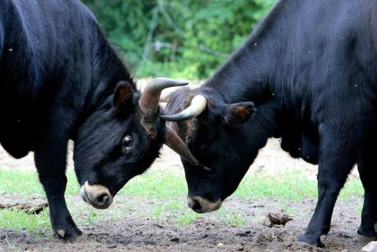 Auerochse - Wildpark Alte Fasanerie Klein Auheim 2017