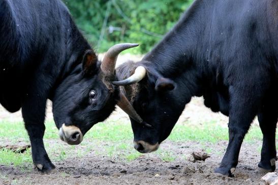 Auerochse - Wildpark Alte Fasanerie Klein Auheim 2017