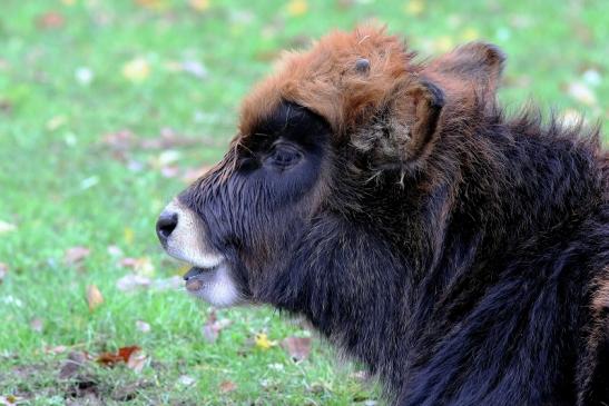 Auerochse - Jungtier - Wildpark Alte Fasanerie Klein Auheim 2017