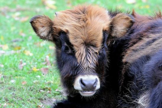 Auerochse - Jungtier - Wildpark Alte Fasanerie Klein Auheim 2017