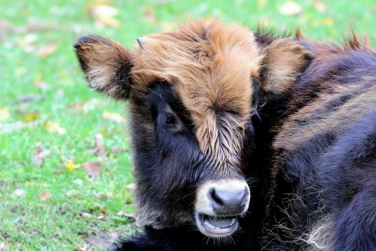 Auerochse - Jungtier - Wildpark Alte Fasanerie Klein Auheim 2017