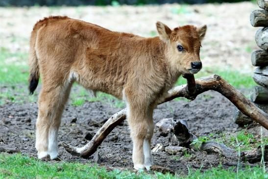 Auerochse - Jungtier - Wildpark Alte Fasanerie Klein Auheim 2017