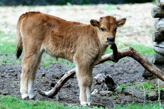 Auerochse - Jungtier - Wildpark Alte Fasanerie Klein Auheim 2017