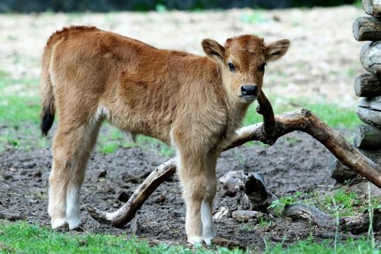 Auerochse - Jungtier - Wildpark Alte Fasanerie Klein Auheim 2017