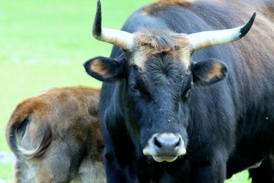 Auerochse - Wildpark Alte Fasanerie Klein Auheim 2017