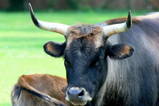 Auerochse - Wildpark Alte Fasanerie Klein Auheim 2017