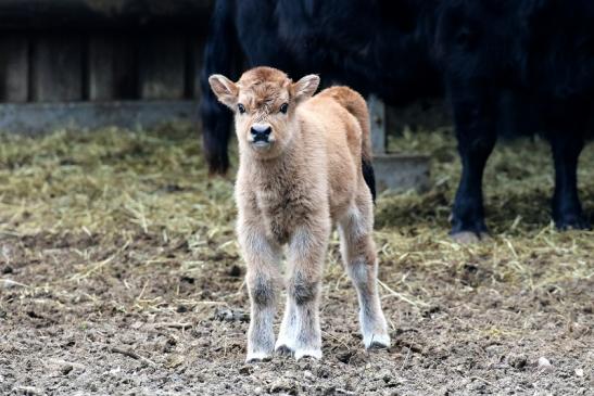 Auerochse Kalb - Wildpark Alte Fasanerie Klein Auheim 2019