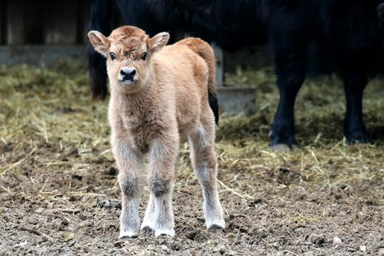 Auerochse Kalb - Wildpark Alte Fasanerie Klein Auheim 2019