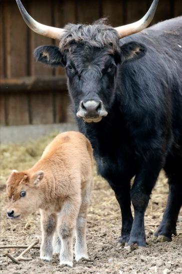 Auerochse mit Kalb - Wildpark Alte Fasanerie Klein Auheim 2019