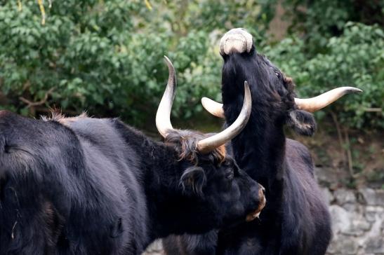 Auerochse - Wildpark Alte Fasanerie Klein Auheim 2019