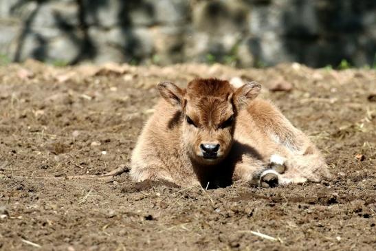 Auerochse Kalb - Wildpark Alte Fasanerie Klein Auheim 2019