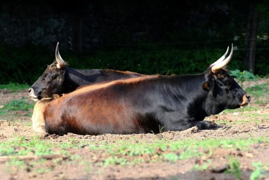 Auerochse Familie Wildpark Alte Fasanerie Klein Auheim 2019