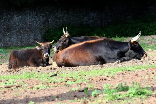 Auerochse Familie Wildpark Alte Fasanerie Klein Auheim 2019