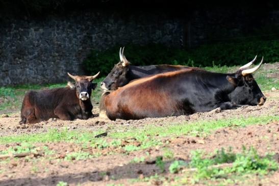 Auerochse Familie Wildpark Alte Fasanerie Klein Auheim 2019