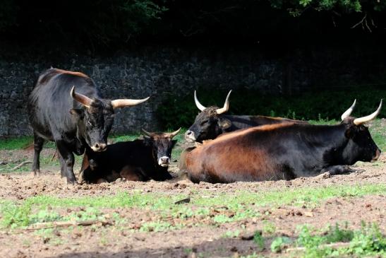 Auerochse Familie Wildpark Alte Fasanerie Klein Auheim 2019