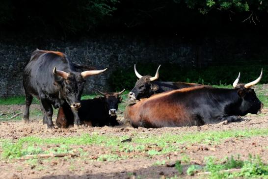 Auerochse Familie Wildpark Alte Fasanerie Klein Auheim 2019