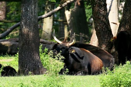 Auerochse Familie Wildpark Alte Fasanerie Klein Auheim 2021