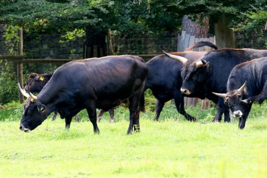 Auerochse Familie Wildpark Alte Fasanerie Klein Auheim 2021