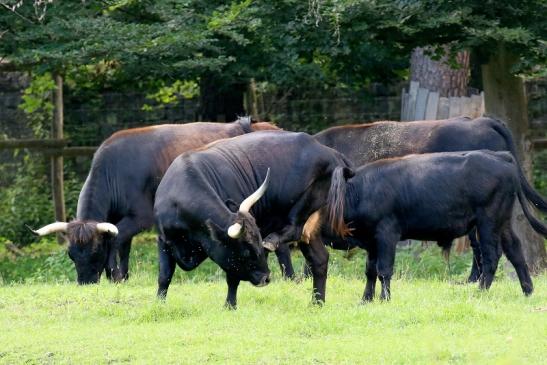 Auerochse Familie Wildpark Alte Fasanerie Klein Auheim 2021