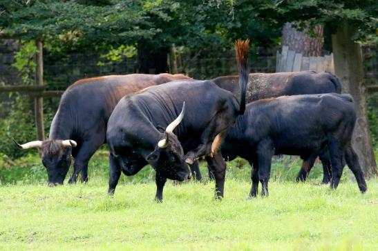 Auerochse Familie Wildpark Alte Fasanerie Klein Auheim 2021