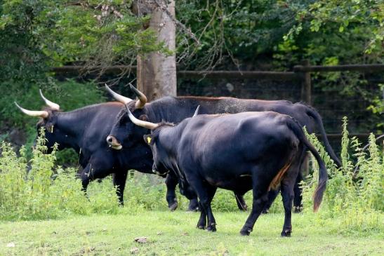 Auerochse Familie Wildpark Alte Fasanerie Klein Auheim 2021