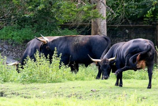 Auerochse Familie Wildpark Alte Fasanerie Klein Auheim 2021