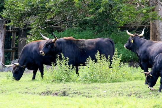 Auerochse Wildpark Alte Fasanerie Klein Auheim 2021