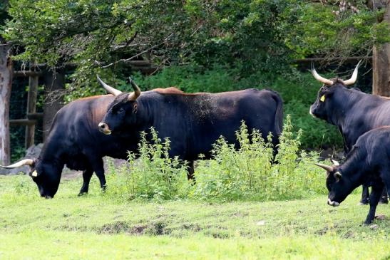 Auerochse Familie Wildpark Alte Fasanerie Klein Auheim 2021