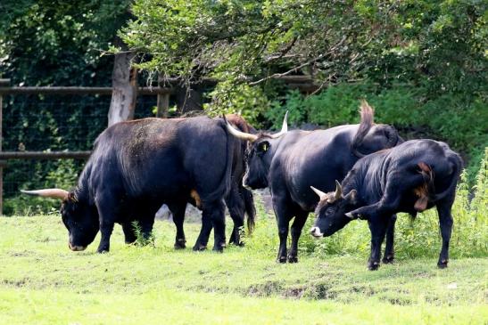 Auerochse Familie Wildpark Alte Fasanerie Klein Auheim 2021